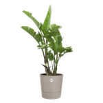 foss round 43cm beige seta